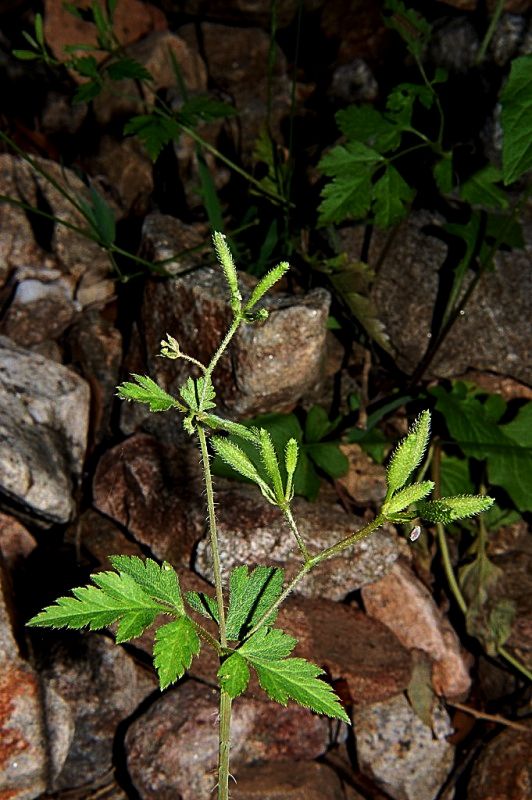 Myrrhoides nodosa / Cerfoglio